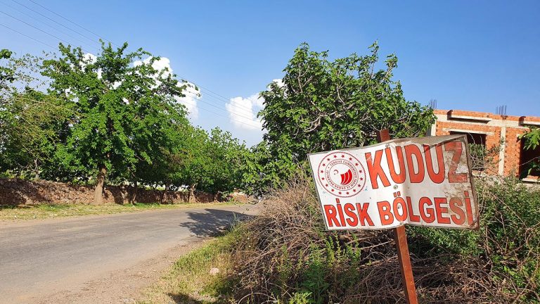 Ardahan'da kuduz alarmı: Bir bölge karantinaya alındı