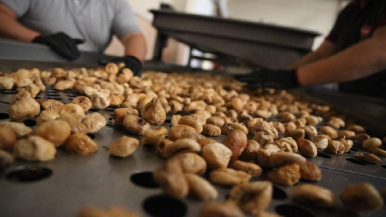 Kuru incirde 90 bin tonun üzerinde rekolte bekleniyor