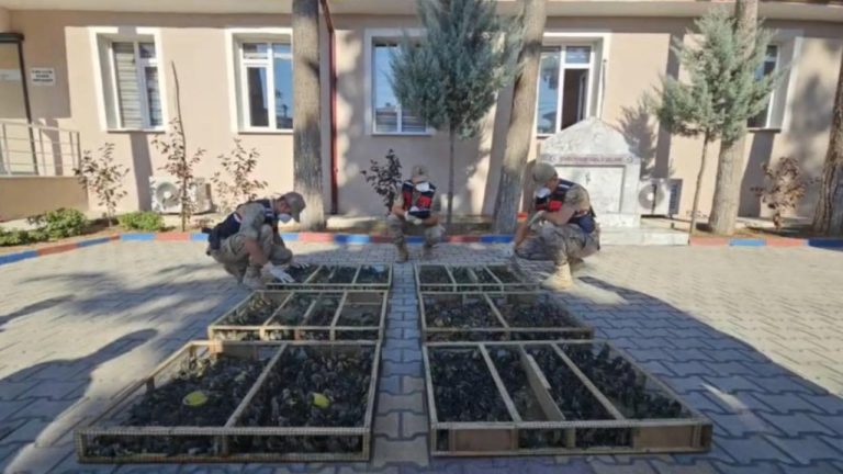 Traktör römorkundan binlerce saka kuşu çıktı, sürücüye 19,8 milyon ceza