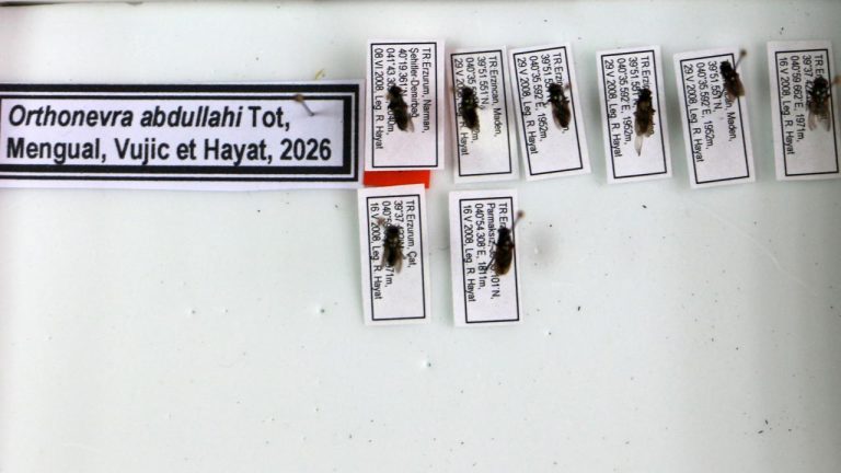Keşfettiği çiçek sineği türüne 1998'de kaybettiği oğlunun adını verdi