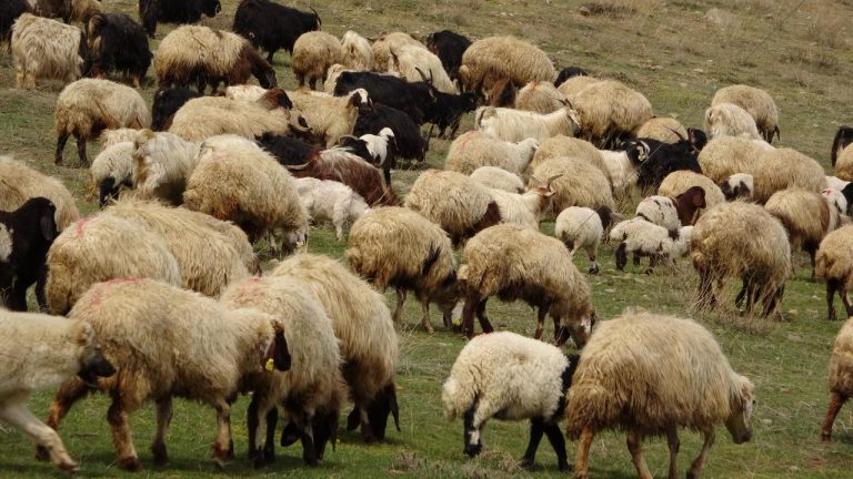 Dünya'nın en eski hayvan fosillerinden biri Norveç'te bir koyun çiftliğinde bulundu