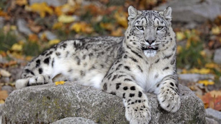 Hayvanat bahçesi görevlisi leopar saldırısı sonucu hayatını kaybetti